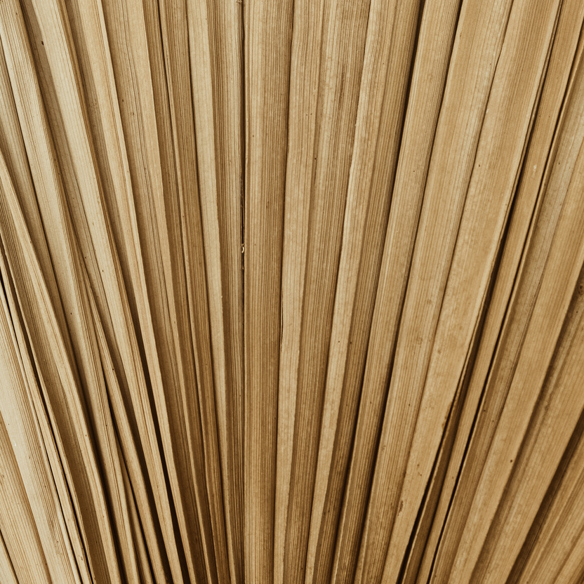 Palm Leaf Pattern Texture Background